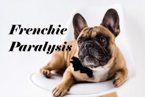 Causes and treatments of french bulldog paralysis