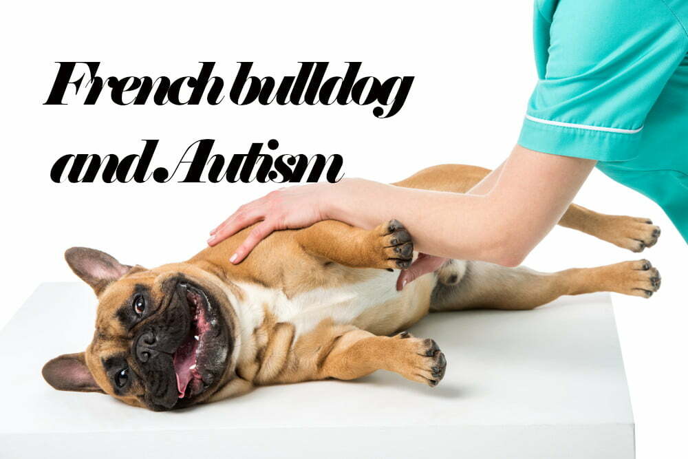 French bulldog and autism