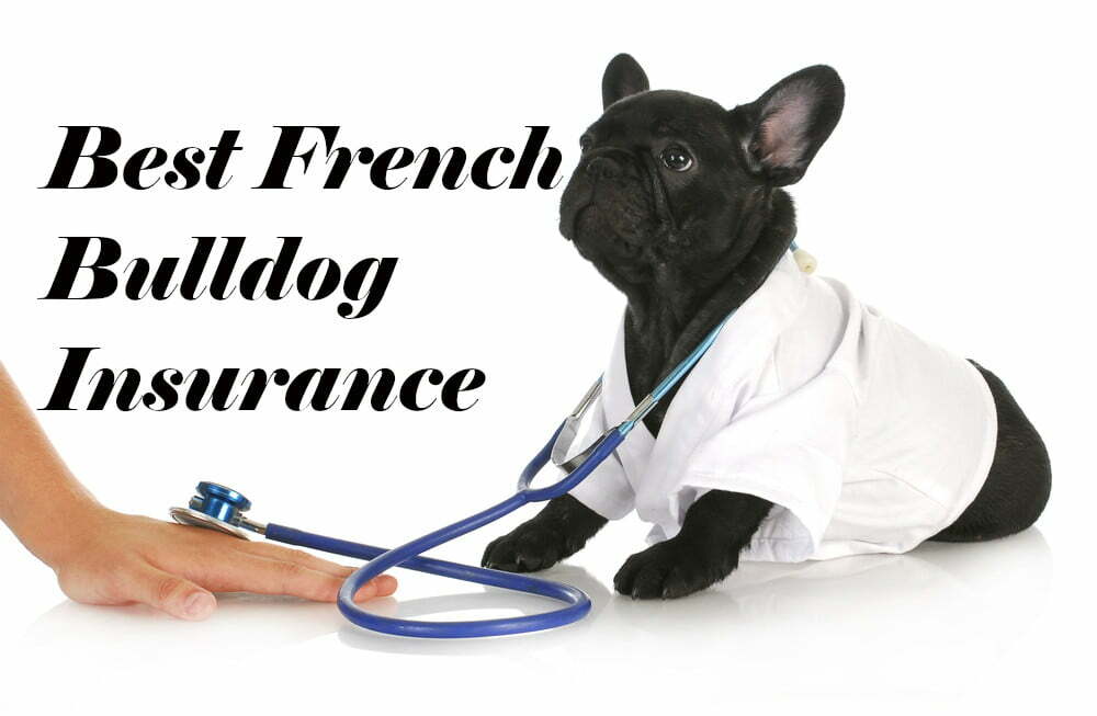 AllTime Best French Bulldog Insurance OurFrenchie