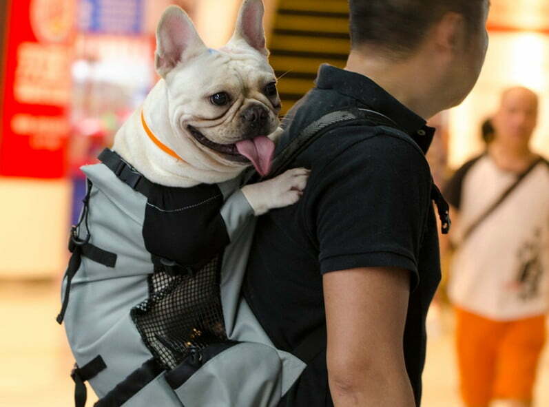 french bulldog in backpack