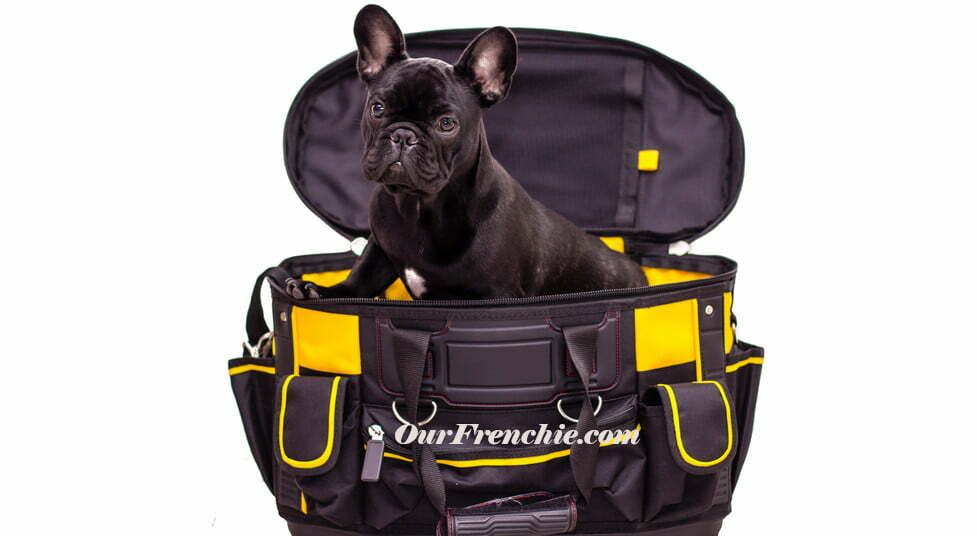 French bulldog in bag