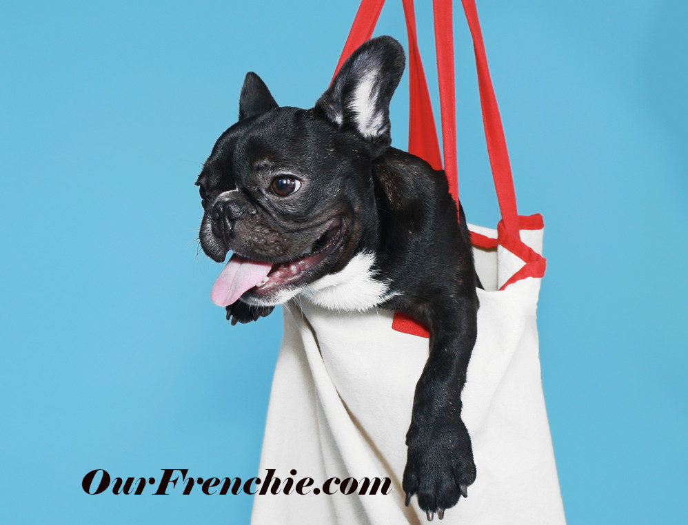 Small French bulldog in bag