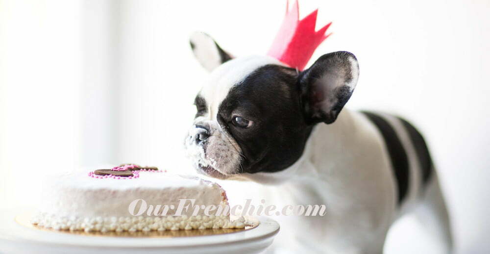 French Bulldog and Cake