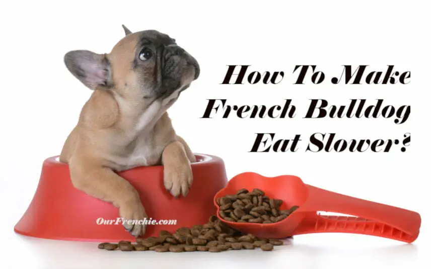French bulldog waiting for food