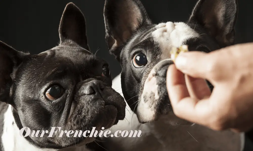Frenchies after food
