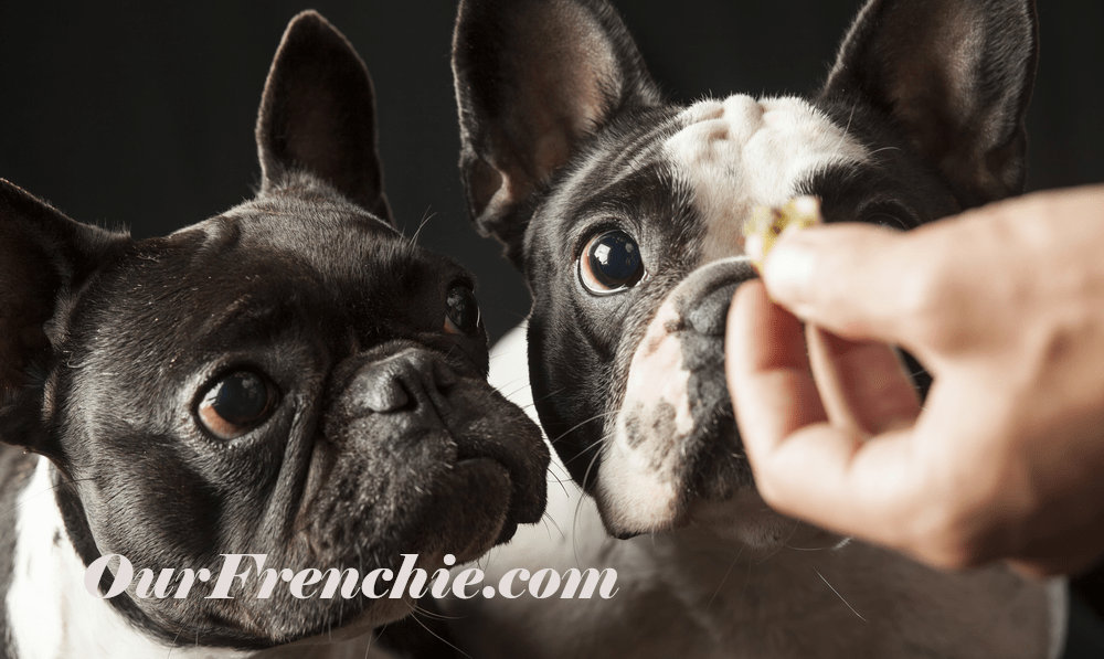 French bulldog wet top food