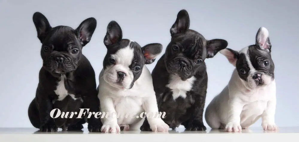 Small French bulldog puppies