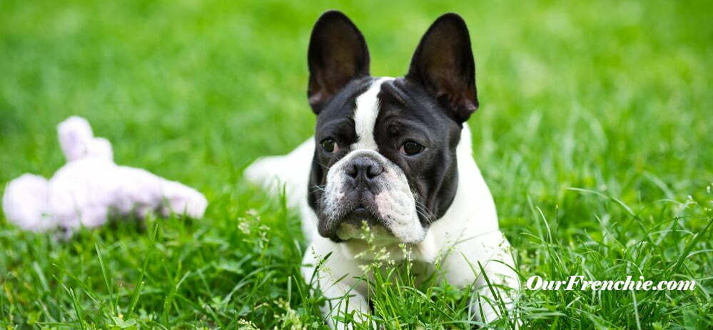French bulldog playing sitting in grass