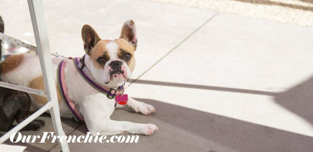 French Bulldog By Table