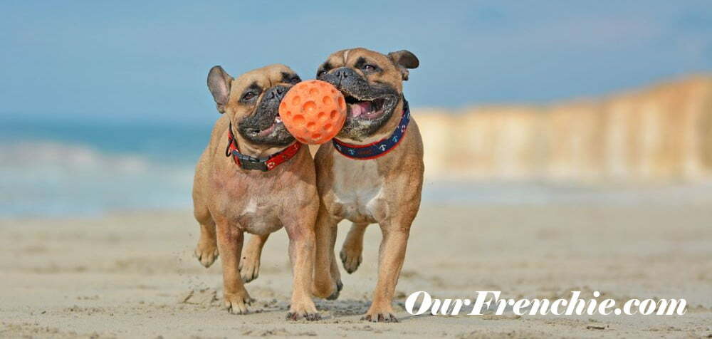 Two French bulldogs playing ball in beach