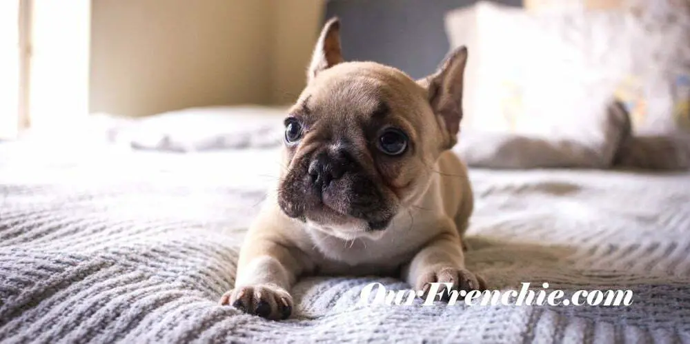 Small French bulldog in bed
