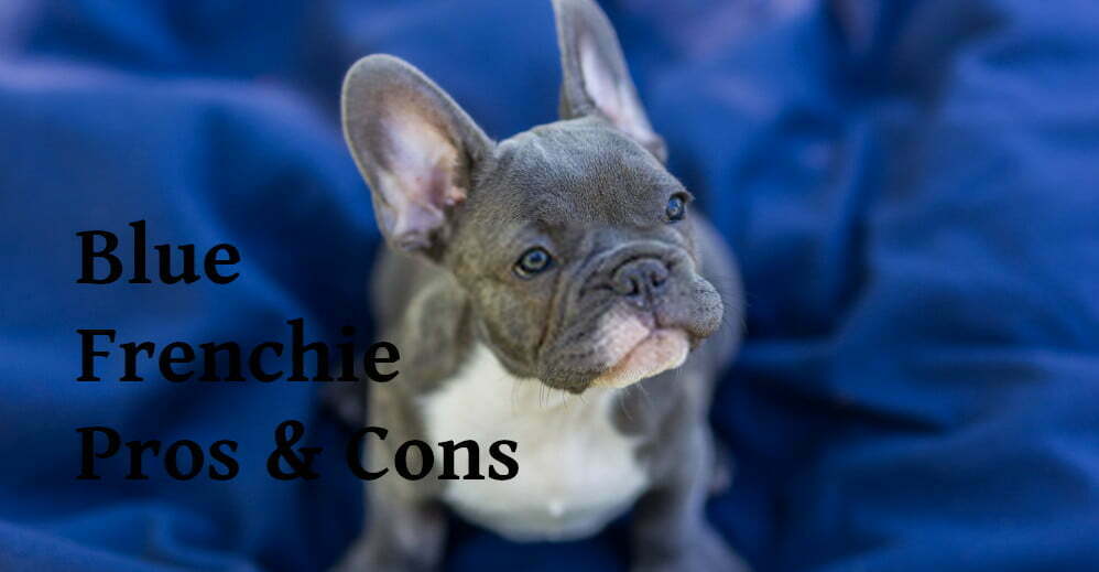 a blue french bulldog