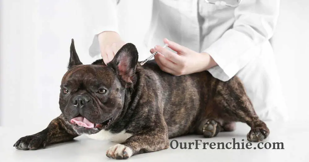 Life Span Of French bulldog