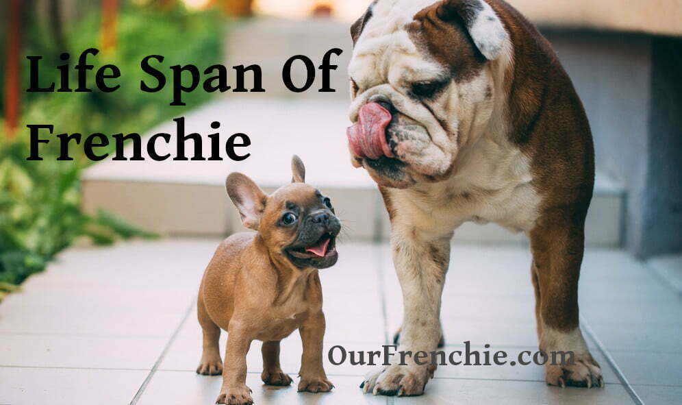 What Is The Lifespan Of French Bulldog Updated 2021 Ourfrenchie