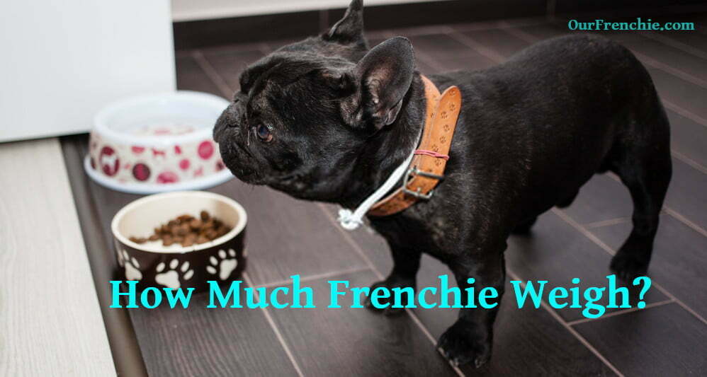 how much should a newborn french bulldog weight