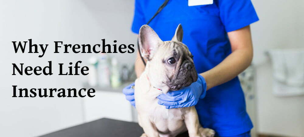 french bulldog insurance