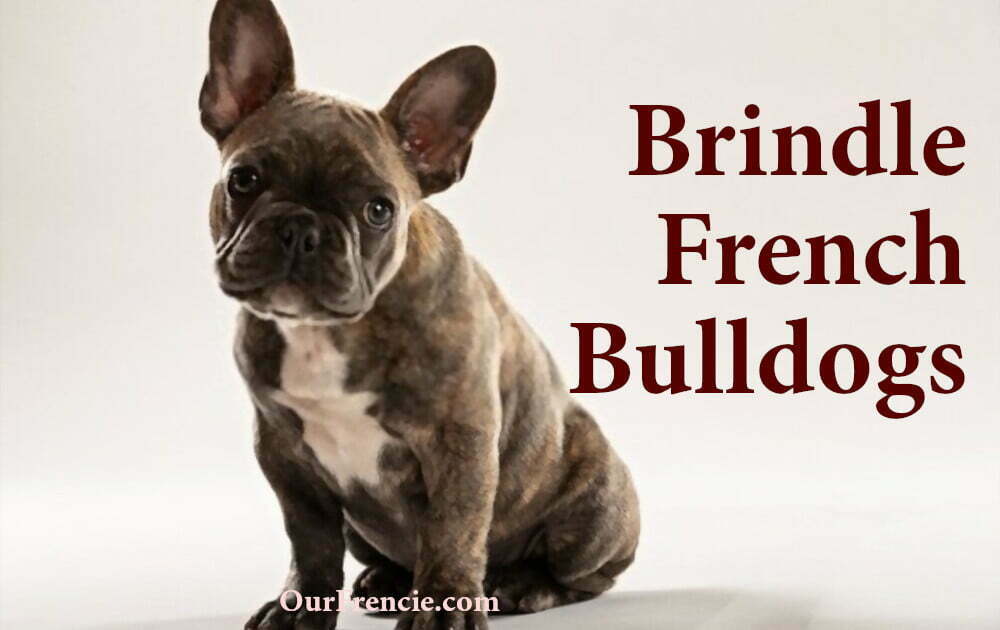 Brindle Frenchie Breed