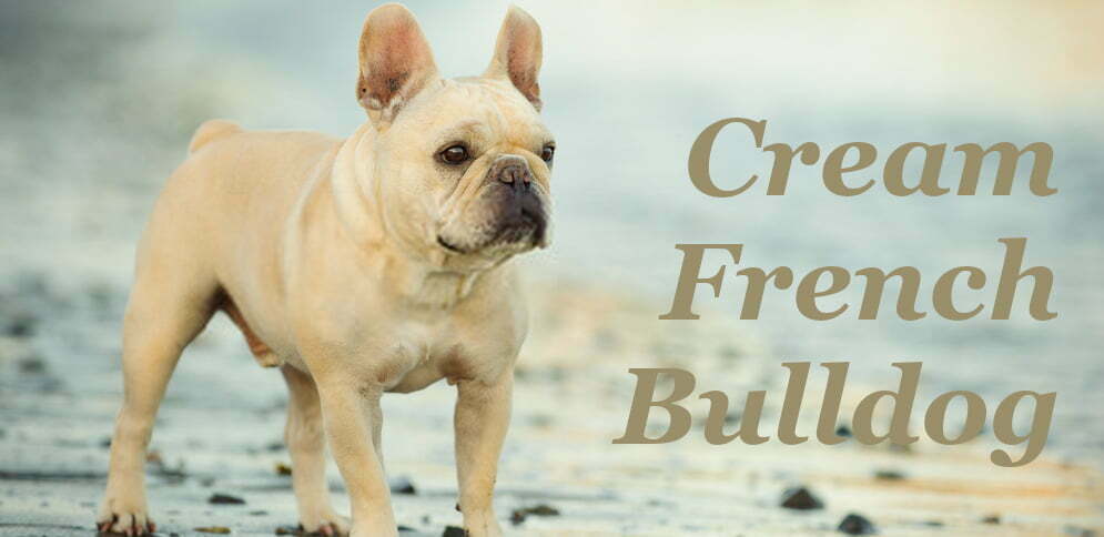 Cream color Frenchie