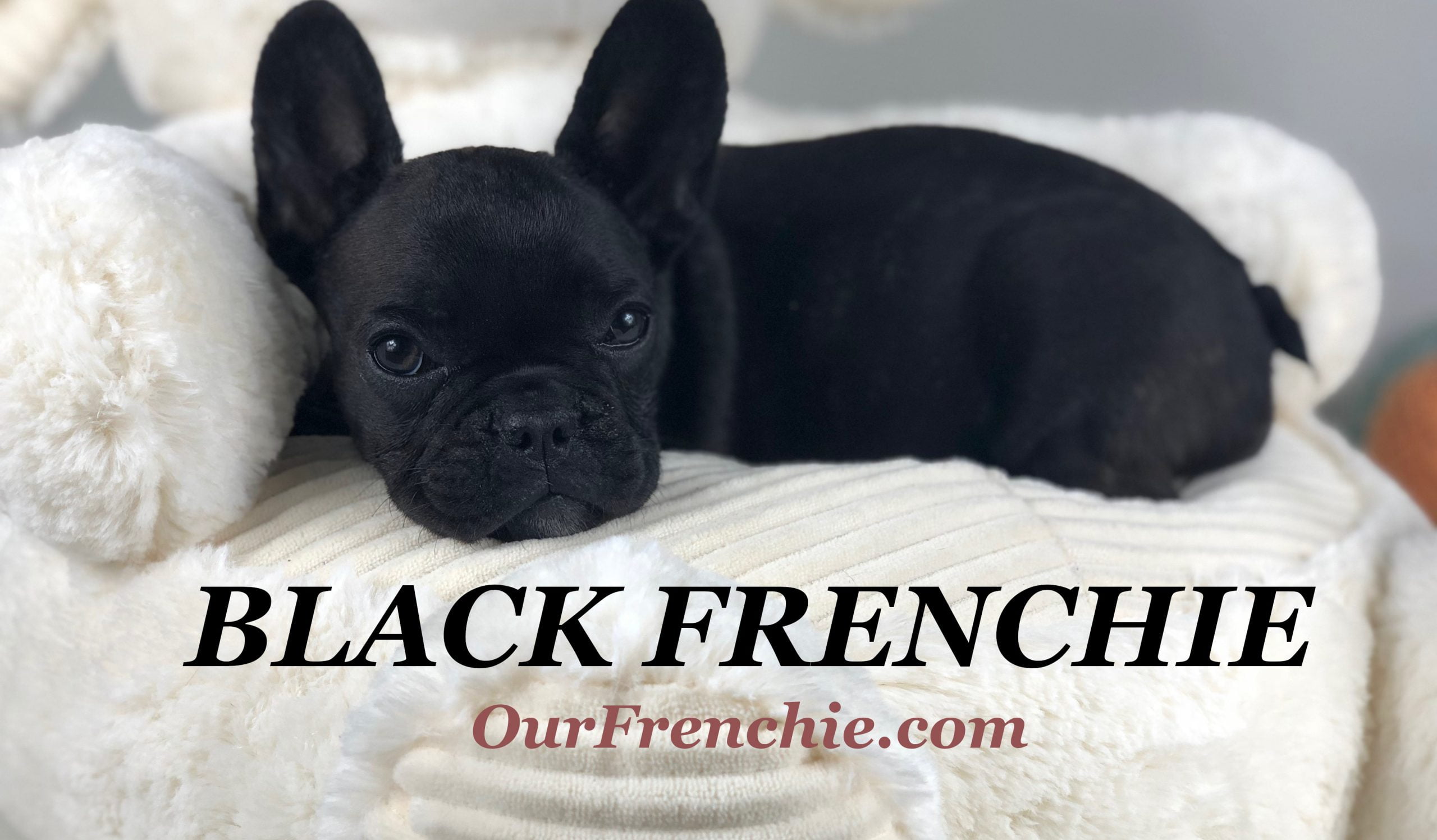 Black French Bulldog Interesting Facts Ourfrenchie