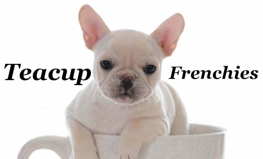 teacup french