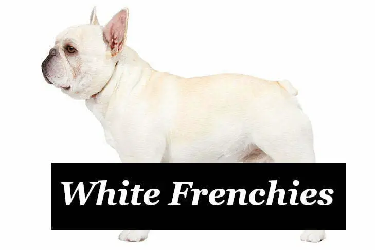 All about White French bulldog color - OurFrenchie.com