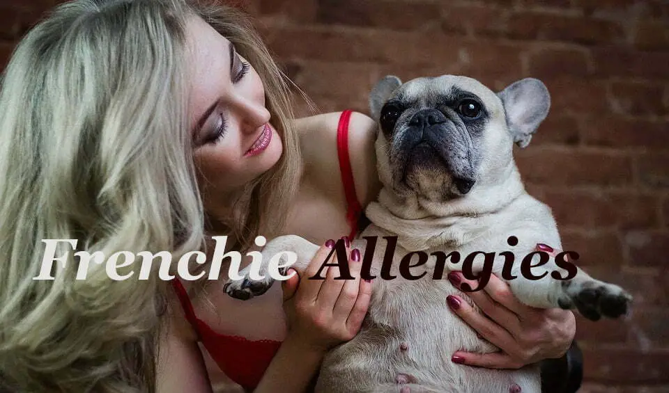 Frenchie allergies treatment