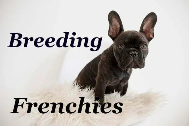 Breeding Frenchies