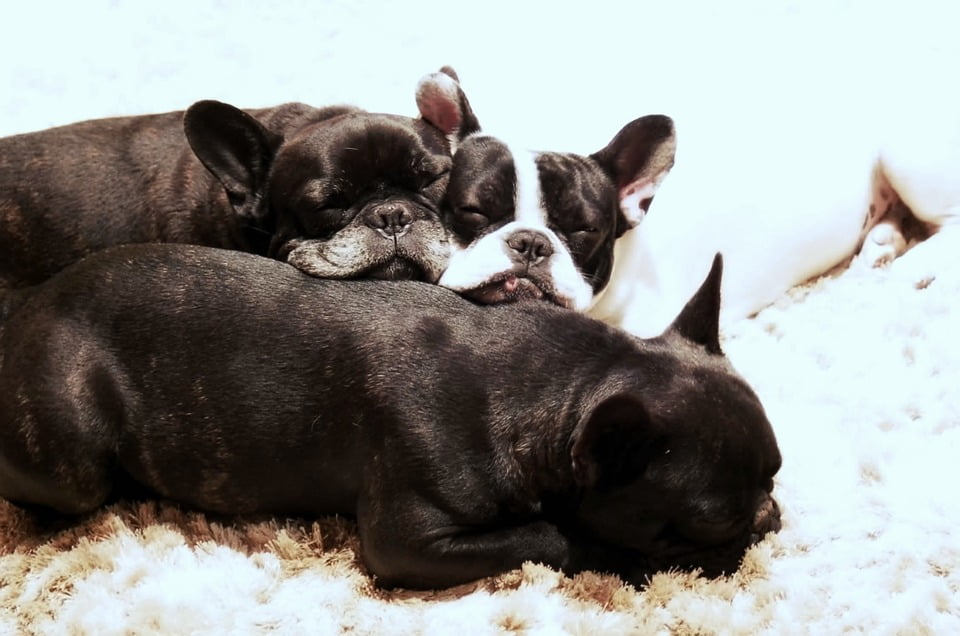 French Bulldog Breeding