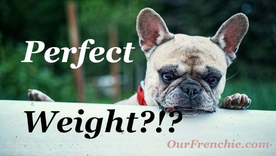 how much should a french bulldog weigh