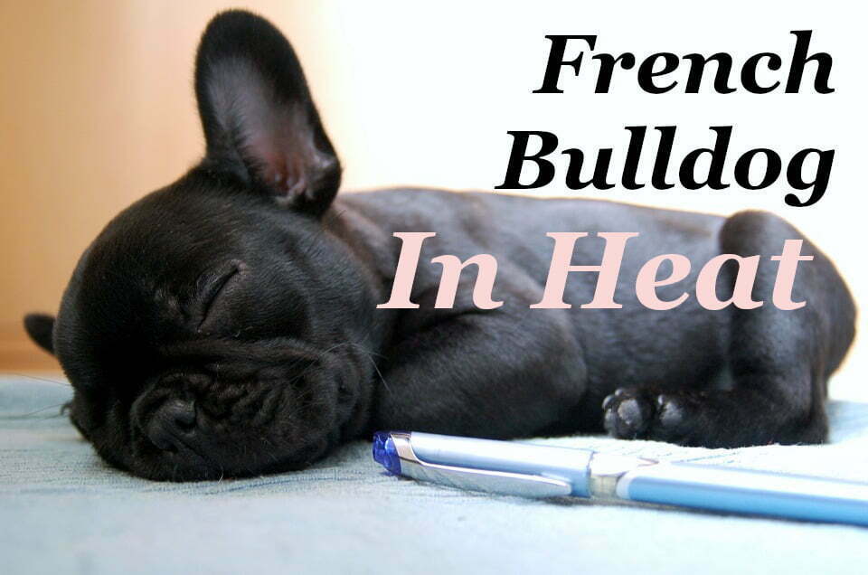 french bulldog in heat