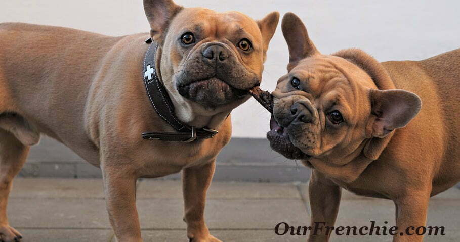 French bulldog in heat