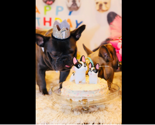 French bulldog with Birthday cake