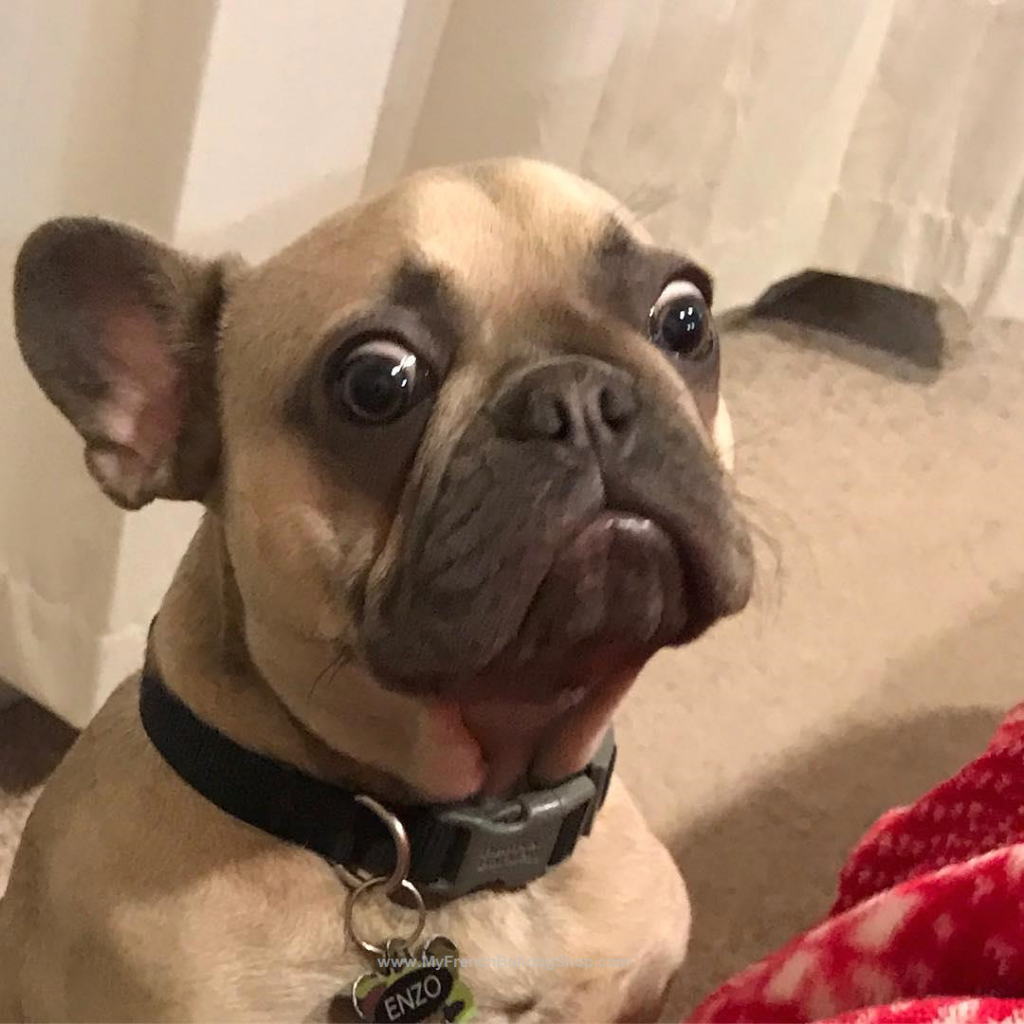 OurFrenchie