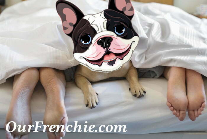 what do french bulldog like to sleep on