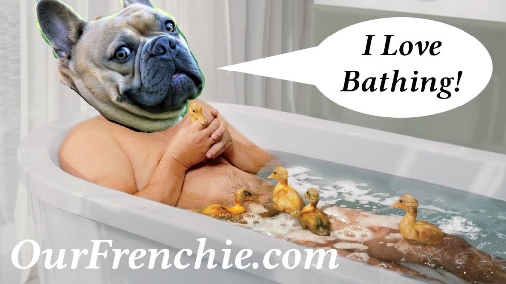 OurFrenchie