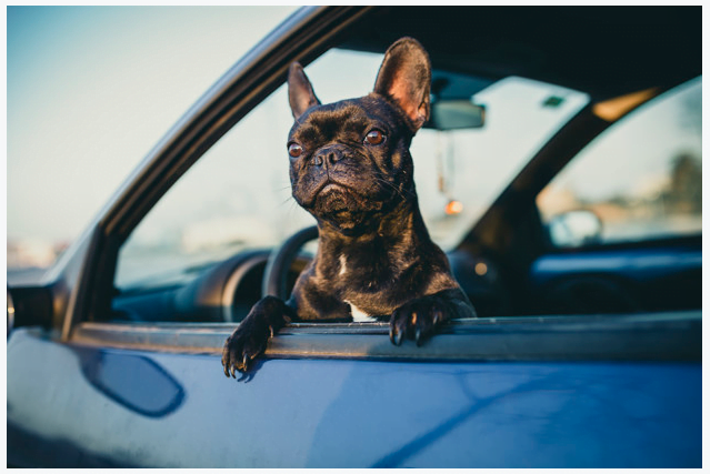 French bulldog in front of the car