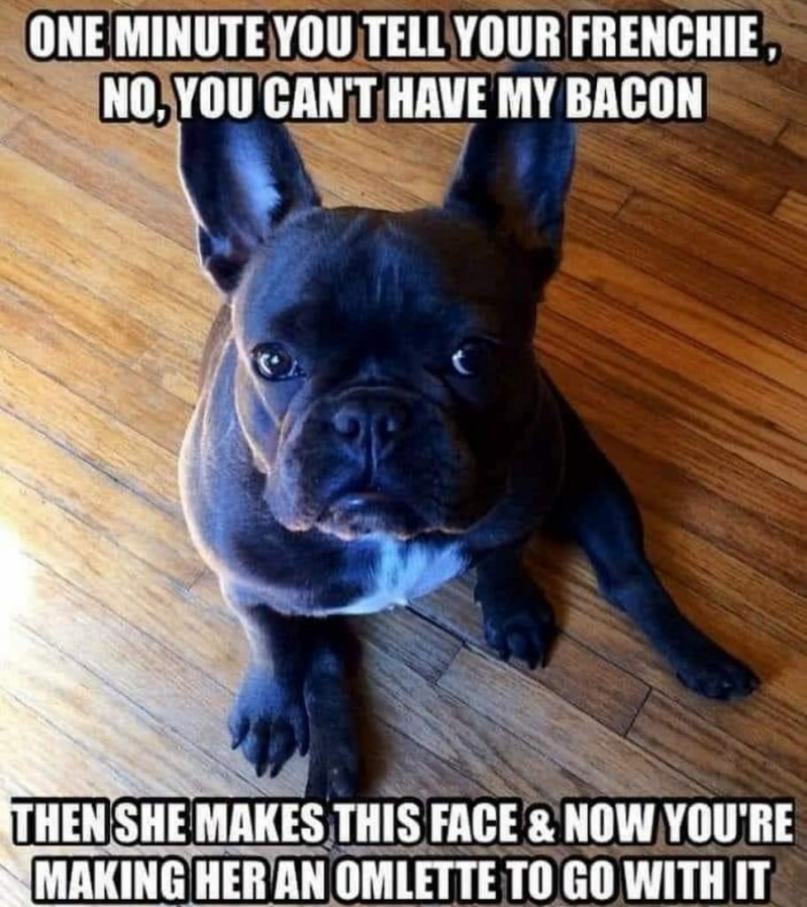 100+ Funniest French Bulldog Memes – Pictures – OurFrenchie