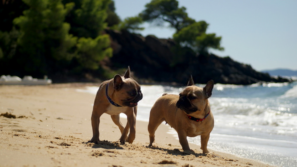 Male and Female French bulldogs in beach. French bulldog full grown activities