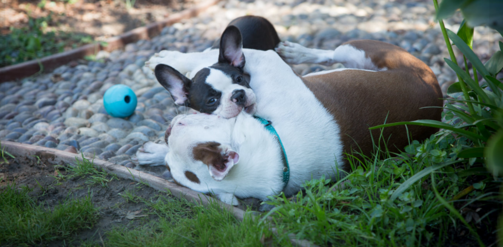 french and english bulldog playing