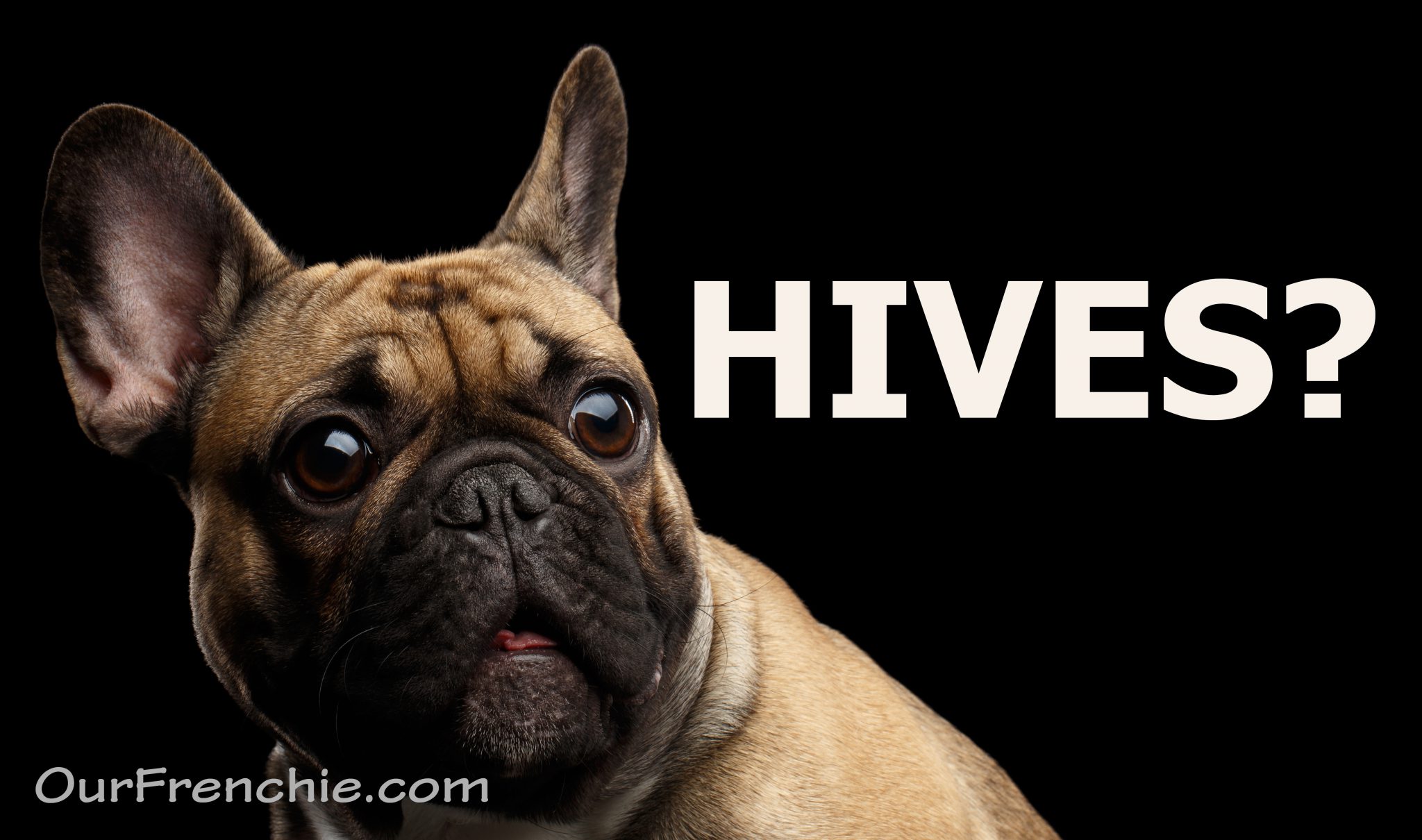 Hives in French Bulldogs Symptoms and Treatment OurFrenchie