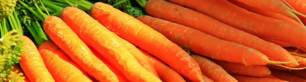 Carrots - good Vegetables for French bulldog