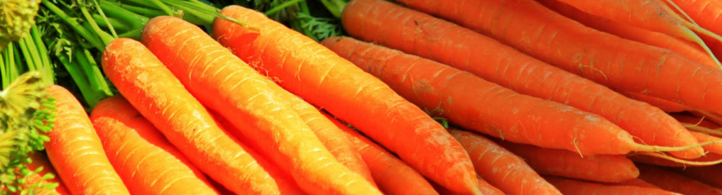 Carrots - good Vegetables for French bulldog