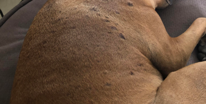 Hives (Urticaria) on French bulldog