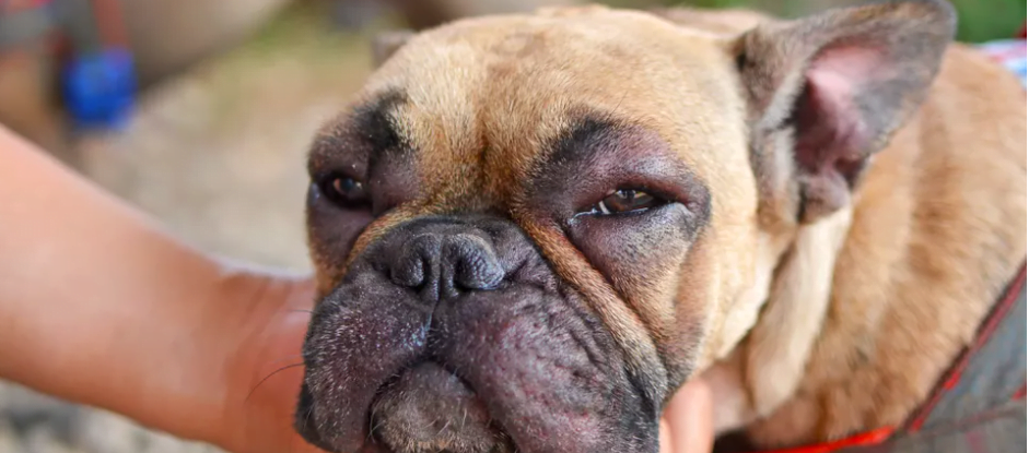 Swelling around French bulldog eyes