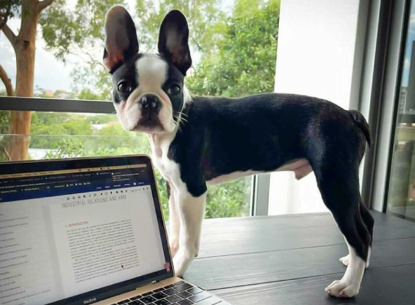 Small Boston Terrier on table near PC