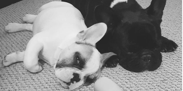 Two French bulldogs sleeping together