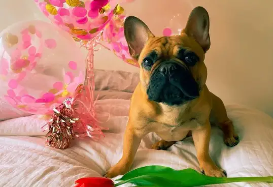 French bulldog in bed with flowers and balloons