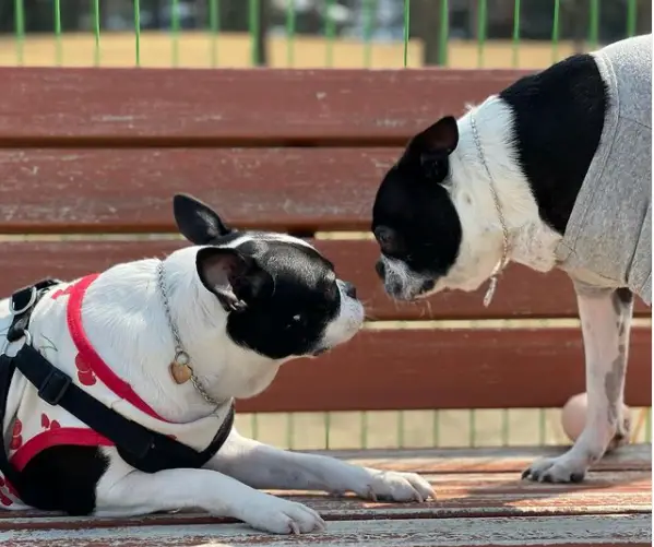 Boston Terrier vs French bulldog difference