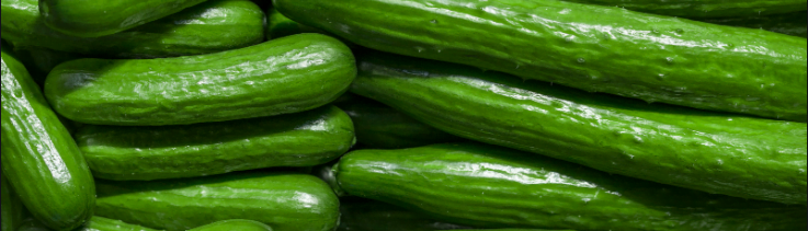 Cucumber - fantastic vegetables that your French bulldog will love it