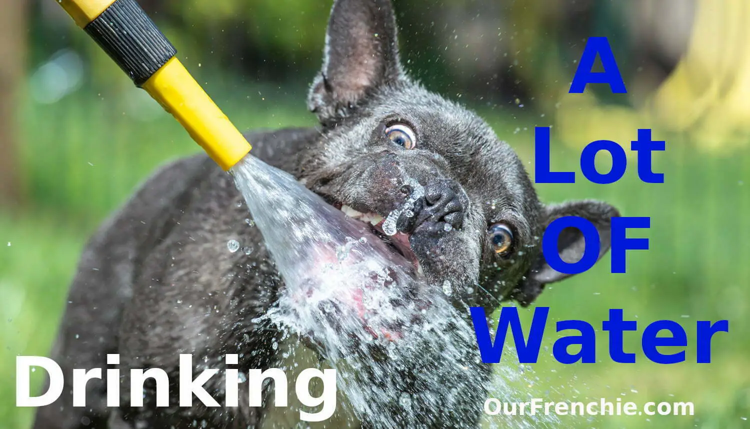 Why Is My French Bulldog Drinking A Lot Of Water - OurFrenchie